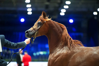 Close-up of horse at night