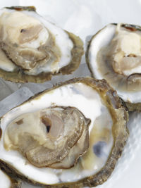 Close-up of oysters over ice