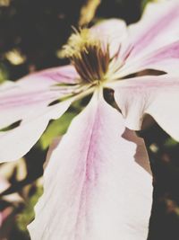 Close-up of pink flower