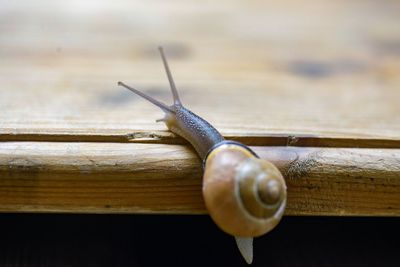 Close-up of snail on wood