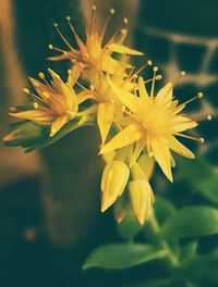 Close-up of yellow flowers blooming outdoors