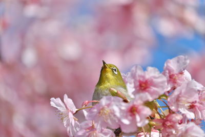 Close-up of pink cherry blossom