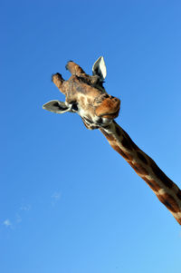 Low angle view of giraffe against clear blue sky