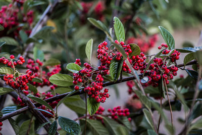 Close-up of red berries growing on plant