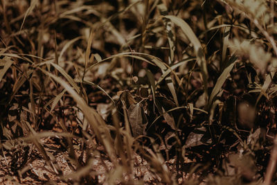 Close-up of dry leaves on field