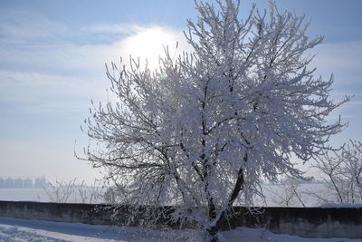 Snow covered tree against sky