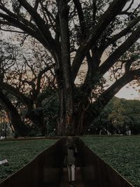 Trees in park