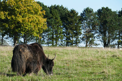 View of a horse on field