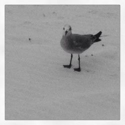 View of two birds walking outdoors