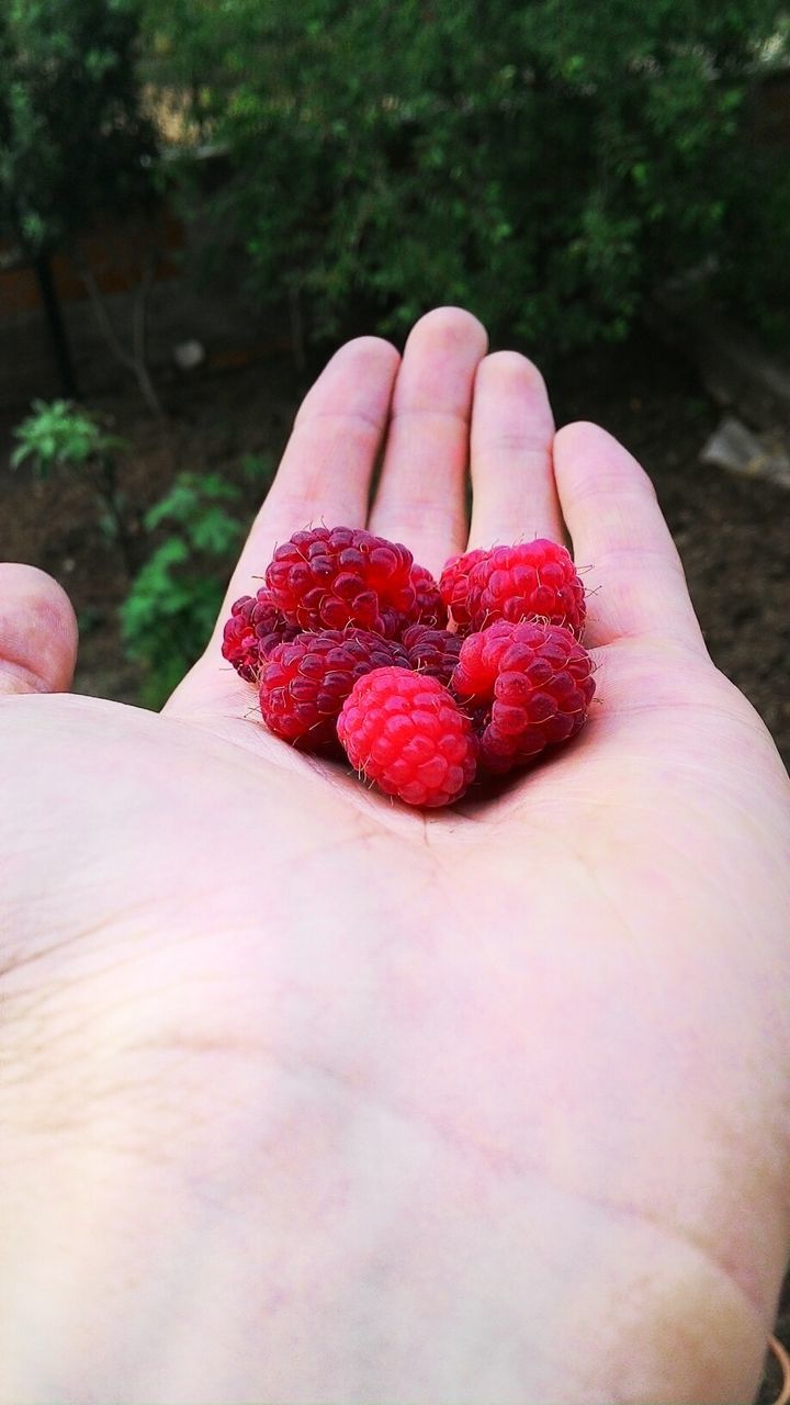 person, red, fruit, food and drink, part of, food, freshness, strawberry, close-up, healthy eating, holding, cropped, human finger, unrecognizable person, focus on foreground, raspberry, ripe