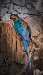 Close-up of parrot perching on wood