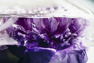 Close-up of wet purple flowering plant