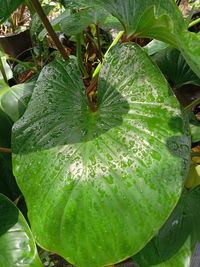 Close-up of raindrops on leaf