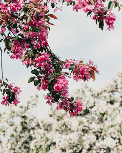 Close-up of pink flowering plant