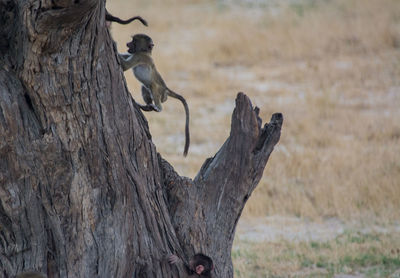 Young monkey on tree trunk