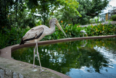 Bird perching on a lake