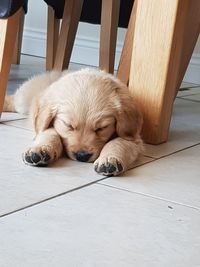 Dog lying on floor