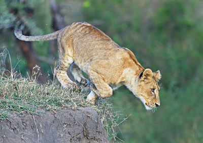 View of a cat on land