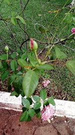 Close-up of plant