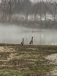 Ducks on a lake