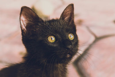 Close-up portrait of a cat
