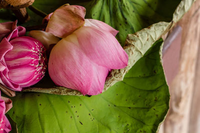 Close-up of pink flowers