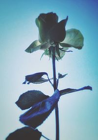 Close-up of flowers against blue sky
