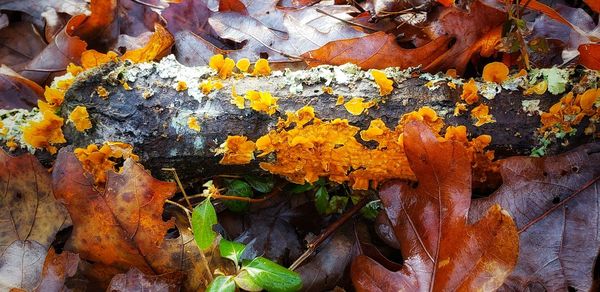 High angle view of dry leaves on plant during autumn