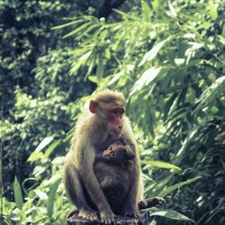 Monkey sitting on tree trunk