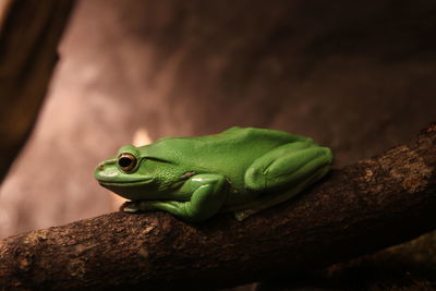 Close-up of green lizard