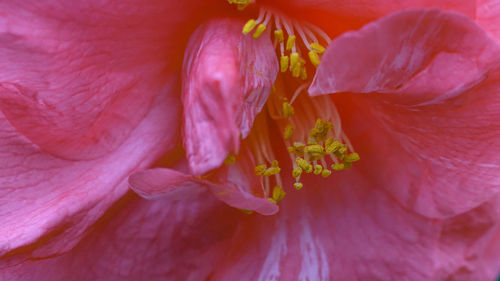 Close-up of pink hibiscus