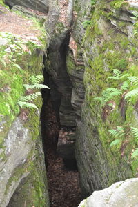 Close-up of tree trunk