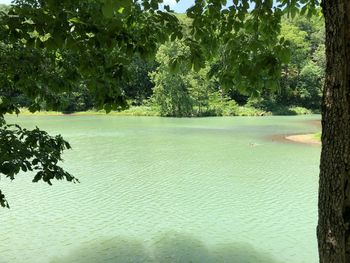 Scenic view of lake by trees