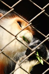 Close-up of cat looking through metal fence