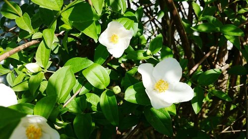 Close-up of white flower