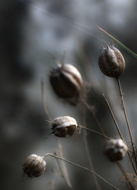 Dried nigella, black cumin on a grey background. dark editing