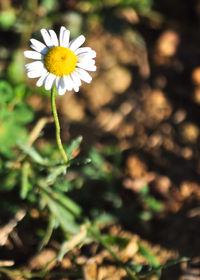 Close-up of yellow flower blooming outdoors