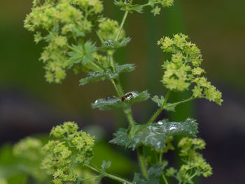 Close-up of green plant