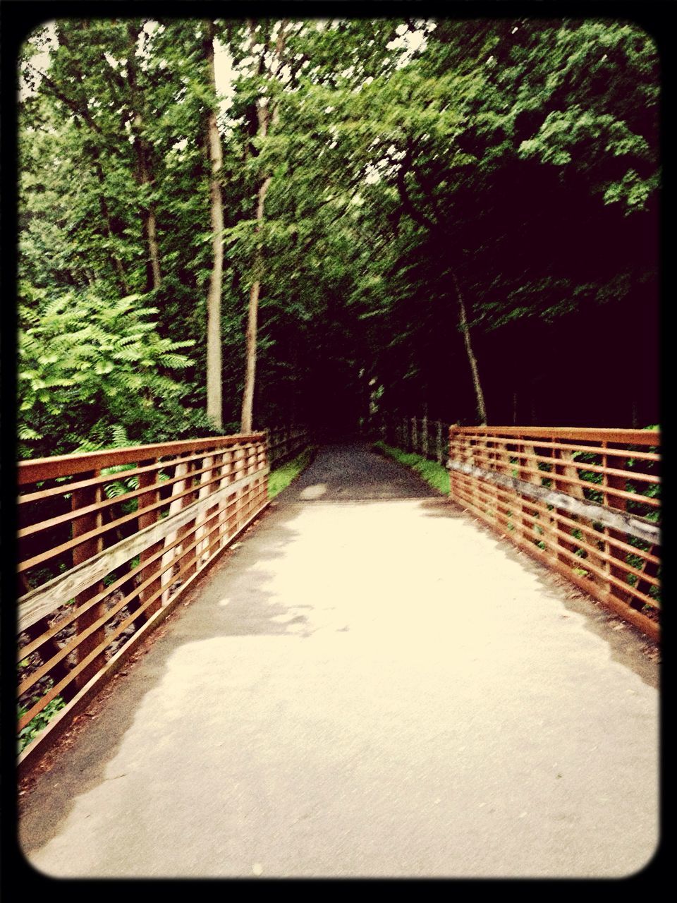 tree, transfer print, the way forward, railing, auto post production filter, footbridge, diminishing perspective, forest, growth, built structure, connection, vanishing point, bridge - man made structure, architecture, outdoors, nature, day, walkway, long, tranquility