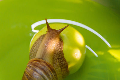 A large white snail sits on a green apple. close-up