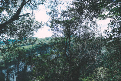 Low angle view of trees in forest against sky