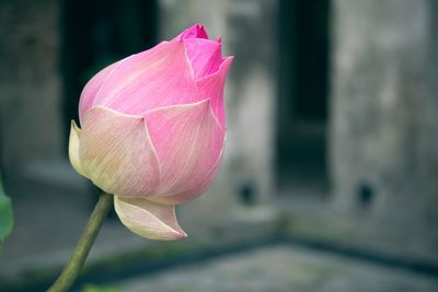 Close-up of pink lotus flower bud