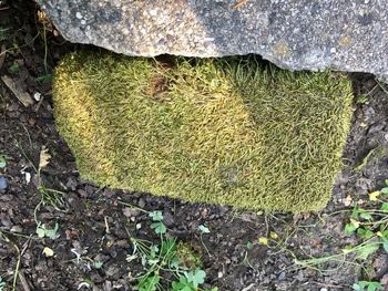 High angle view of lizard on moss