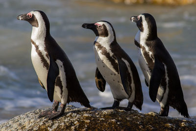 Penguins on rock by sea