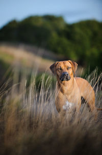 Portrait of dog standing on grassy field