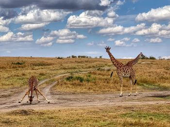 Giraffes grazing on field against sky