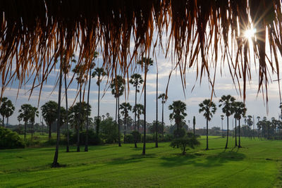 Palm trees on field against sky