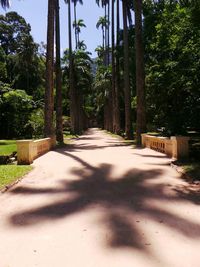 Walkway amidst trees against sky