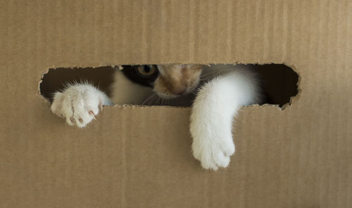 A three-colored kitten gnaws a cardboard box. kitty put his paw out of the box.