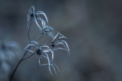 macro photography